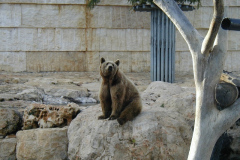 Зоопарк библейских животных, Иерусалим, Израиль, декабрь 2001 