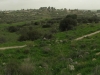 Shphela_Panorama1