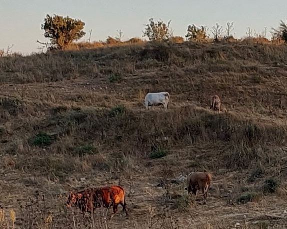 20220709_191429 (3).jpg