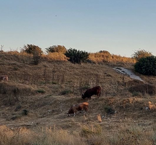 20220709_191323 (2).jpg