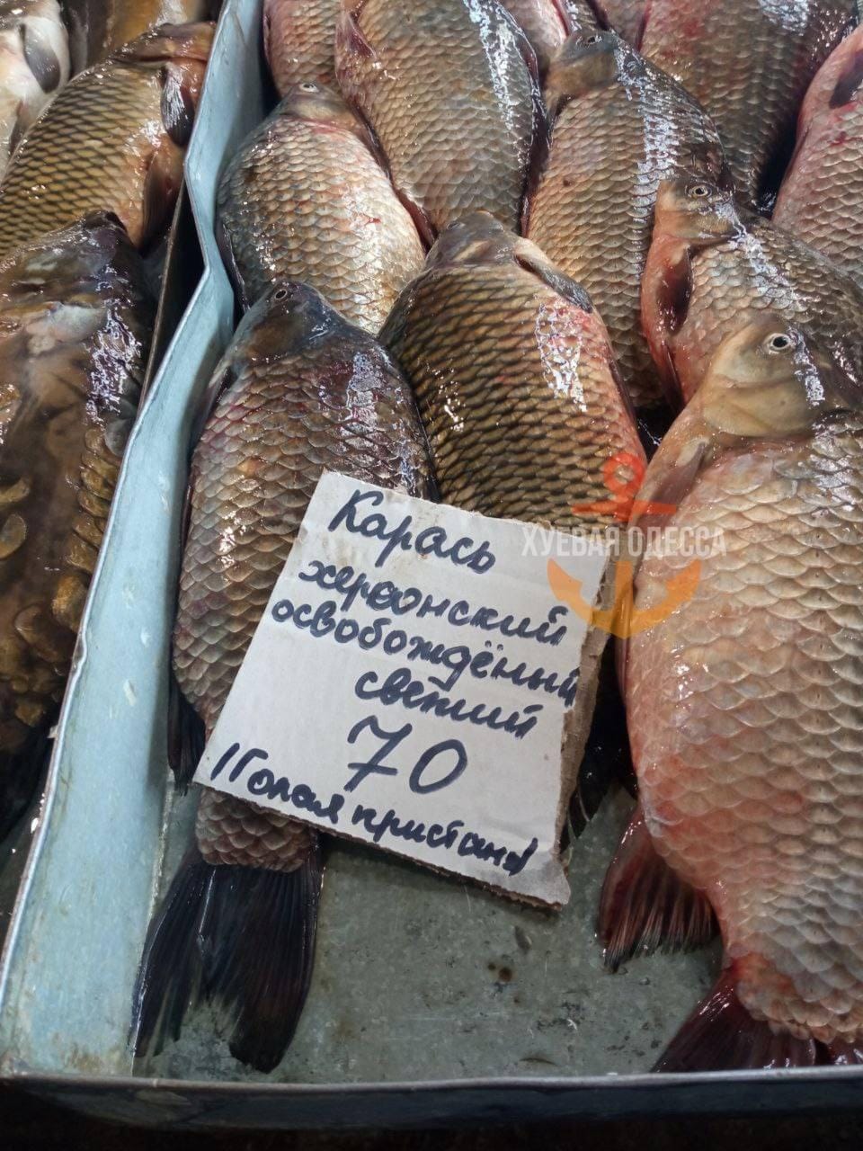 карась освобожденный.jpg