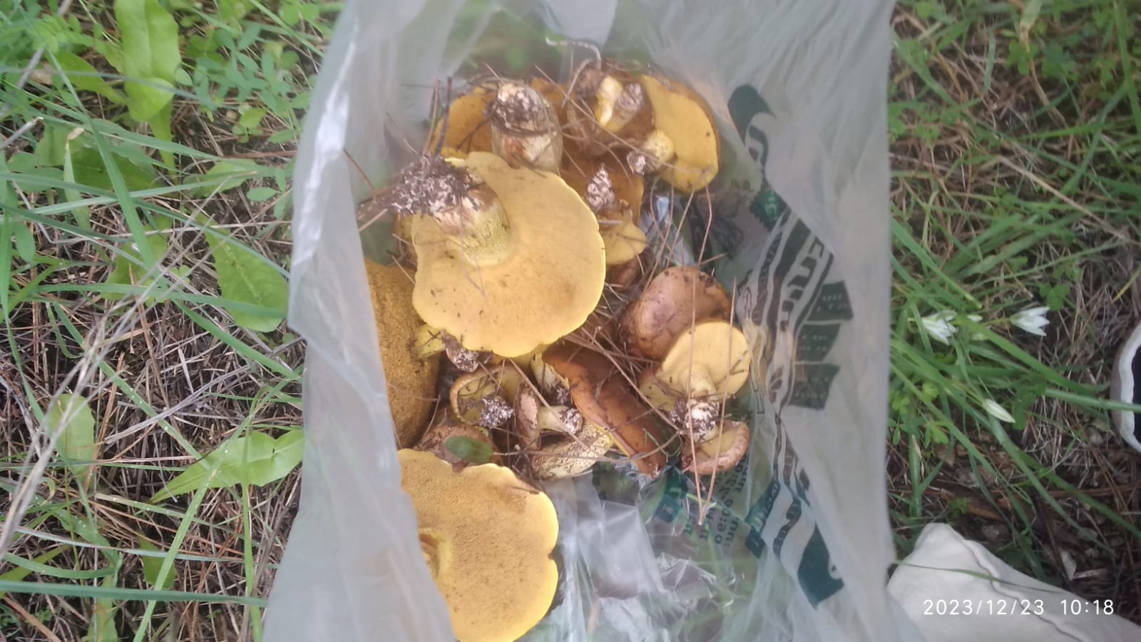 WhatsApp Image 2023-12-23 at 18.24.31.jpeg