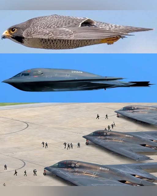стелз.jpg